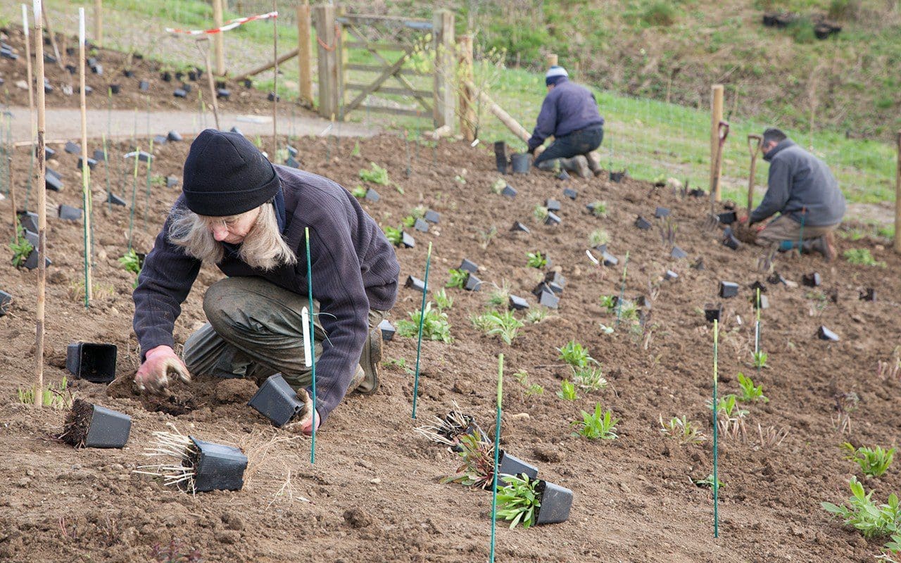 Jacky Mills planting up Dan Pearson's Somerset garden