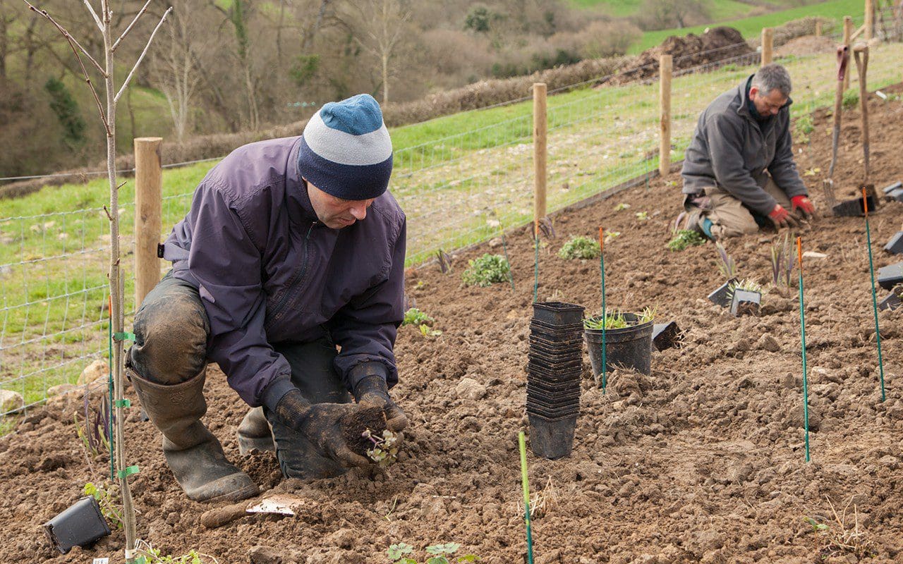 Ray Pemberton planting up Dan Pearson's Somerset garden