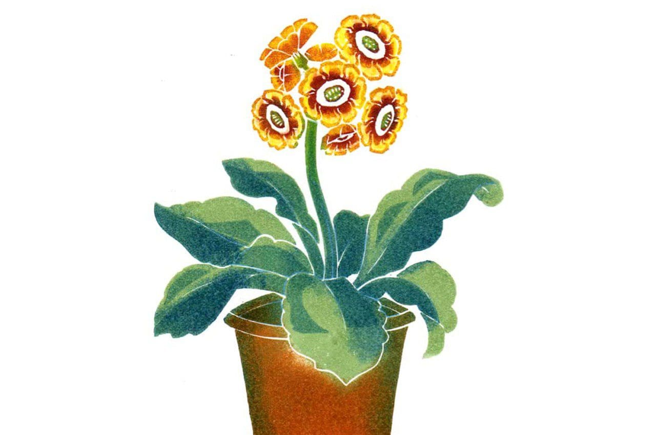 Primula_auricula by Clare Melinsky