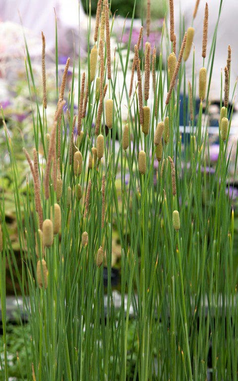 IMG_0641(Typha-_Waterside_Nursery)