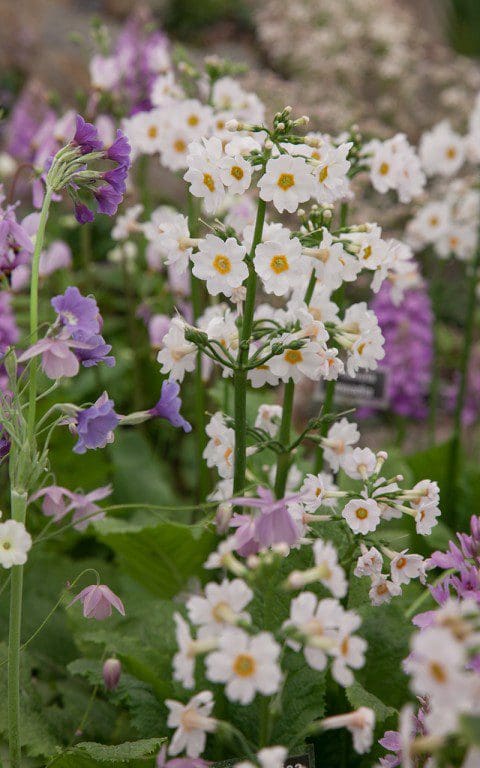 IMG_0824(Primula_japonica_Postford_White_Kevock)
