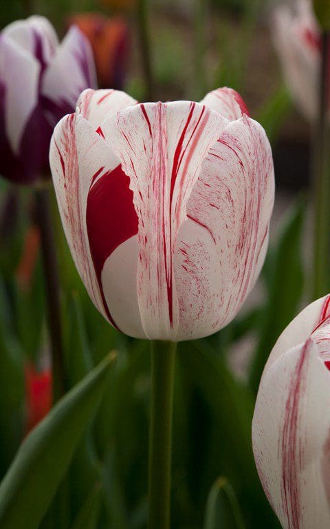 Tulip 'Sorbet'