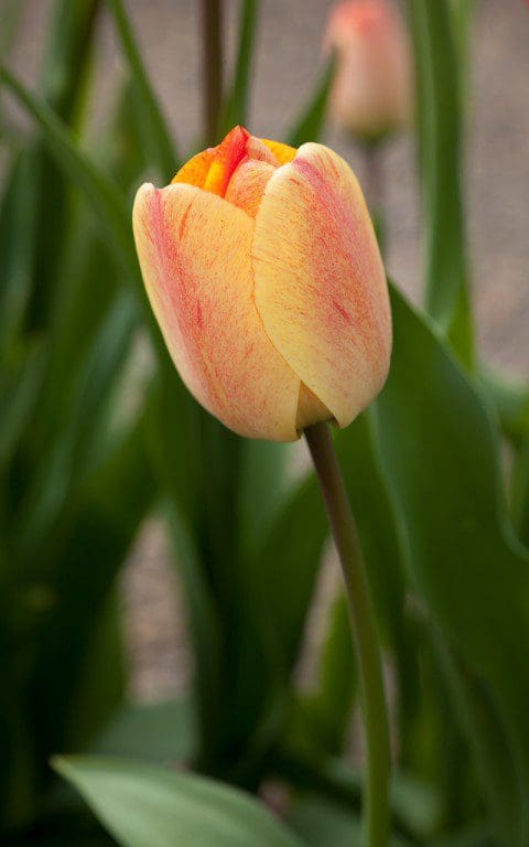 Tulipa 'Gudoshnik'