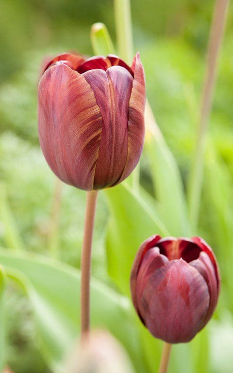 Tulipa 'Absalon'