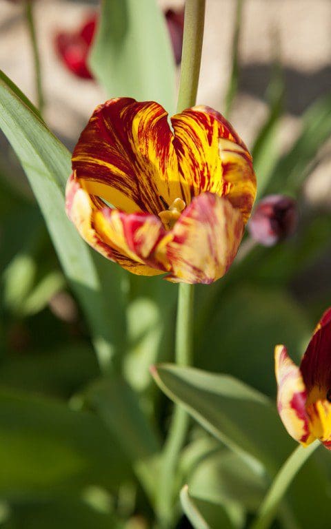 Tulipa 'Royal Sovereign'