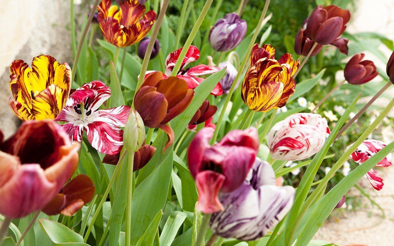 Mix of historical tulips for Hortus Bulborum