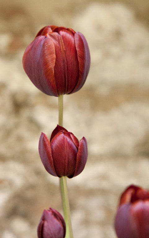 Tulipa 'Prince-of-Wales'