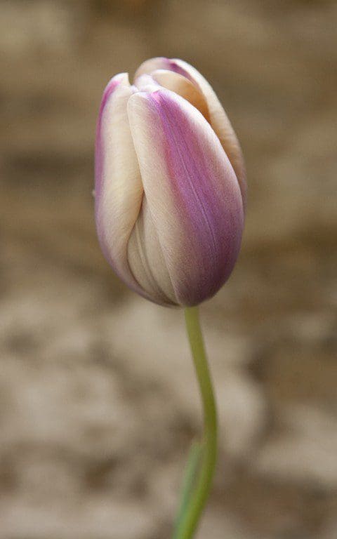 Tulipa 'Marie-Louise'