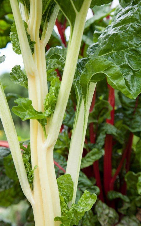 Swiss chard and ruby chard