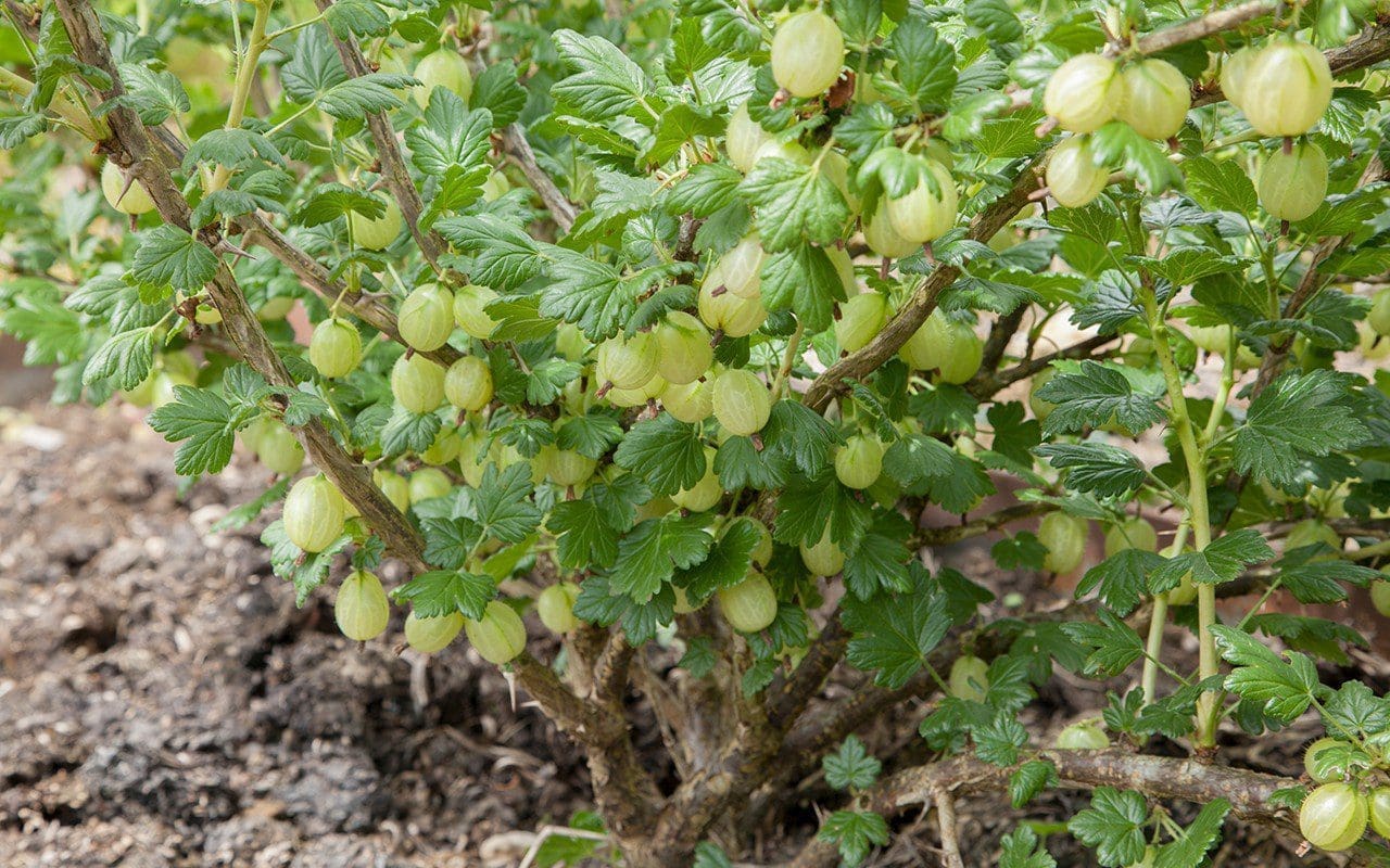 Gooseberry 'Hinnomaki Green'