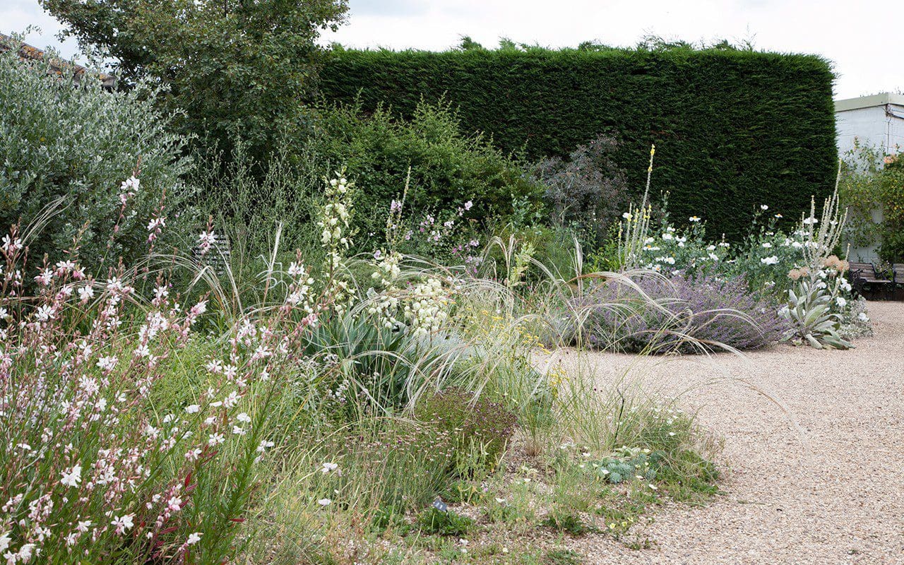 The Gravel Garden at The Beth Chatto Gardens. Image: Huw Morgan