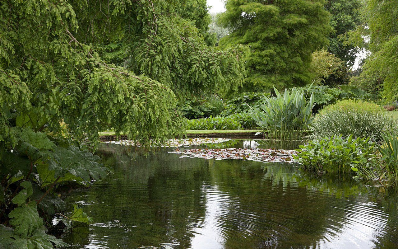 The Water Garden at The Beth Chatto Gardens. Image: Huw Morgan