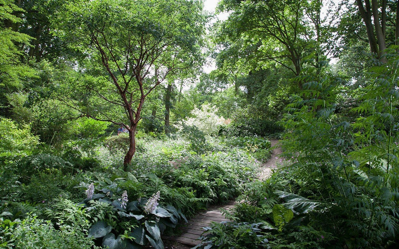 The Woodland Garden at The Beth Chatto Gardens. Photo: Huw Morgan