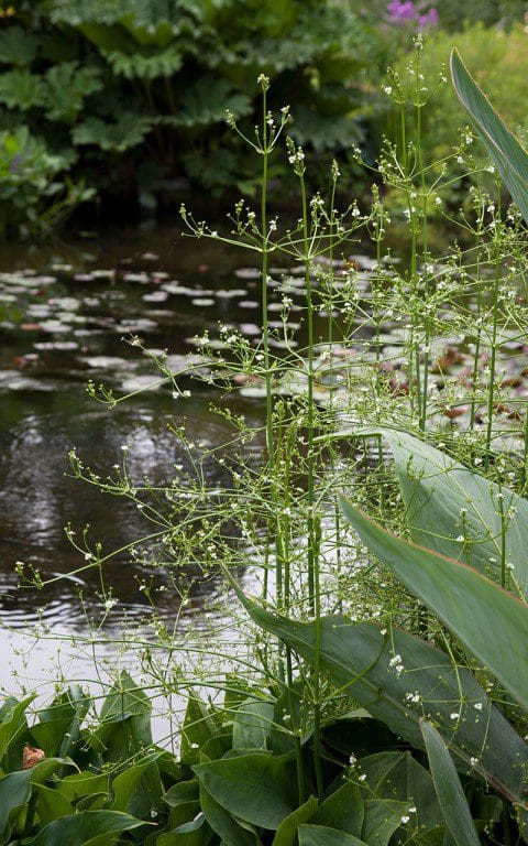 Alisma plantago-aquatica in  The Water Garden at The Beth Chatto Gardens. Image: Huw Morgan