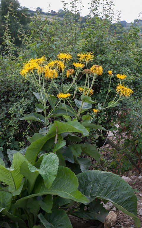 IMG_6858(Inula_magnifica_Sonnenstrahl)