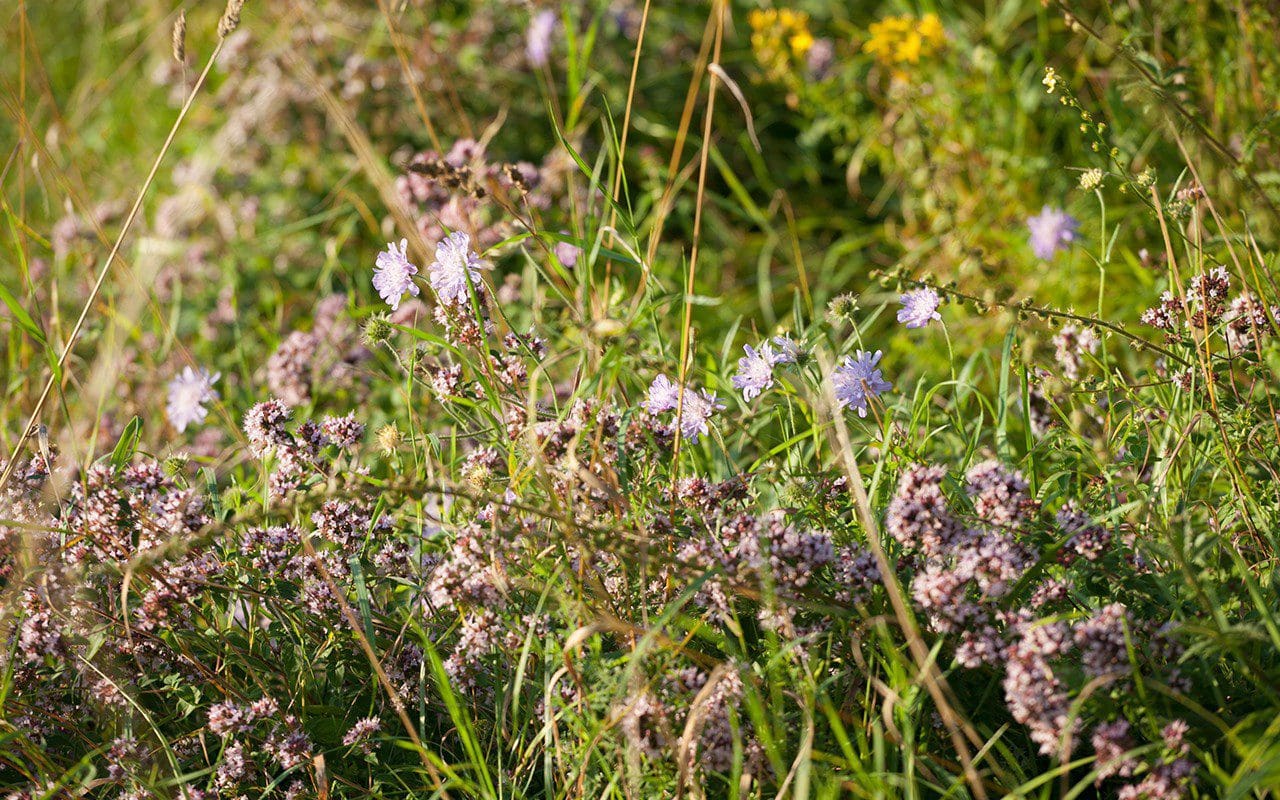 Oregano and field scabious on Dan Pearson's Somerset property. Photograph: Huw Morgan
