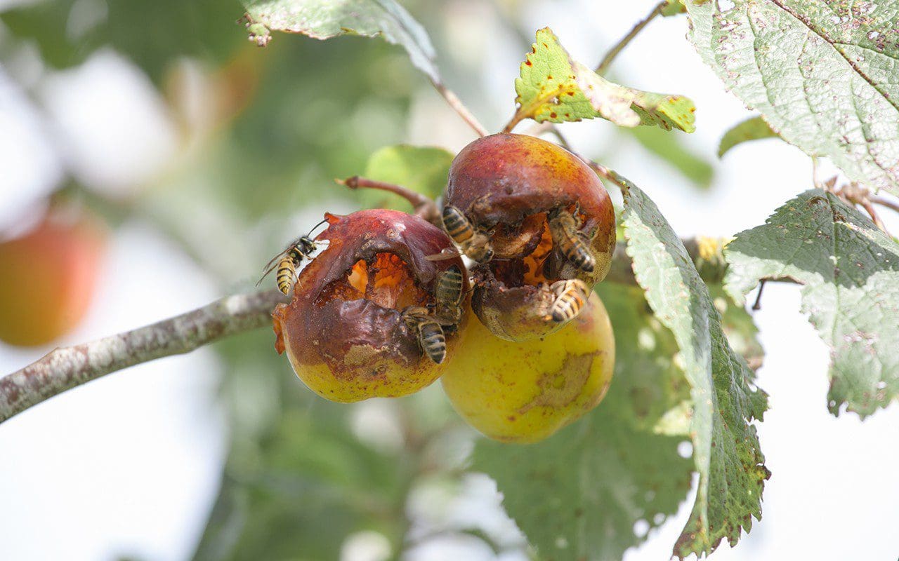 Wasps and bees on plums. Photo: Huw Morgan