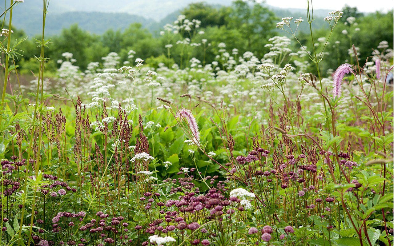 The Meadow Garden at the Tokachi Millennium Forest by Dan Pearson. Photo: Syogo Oizumi