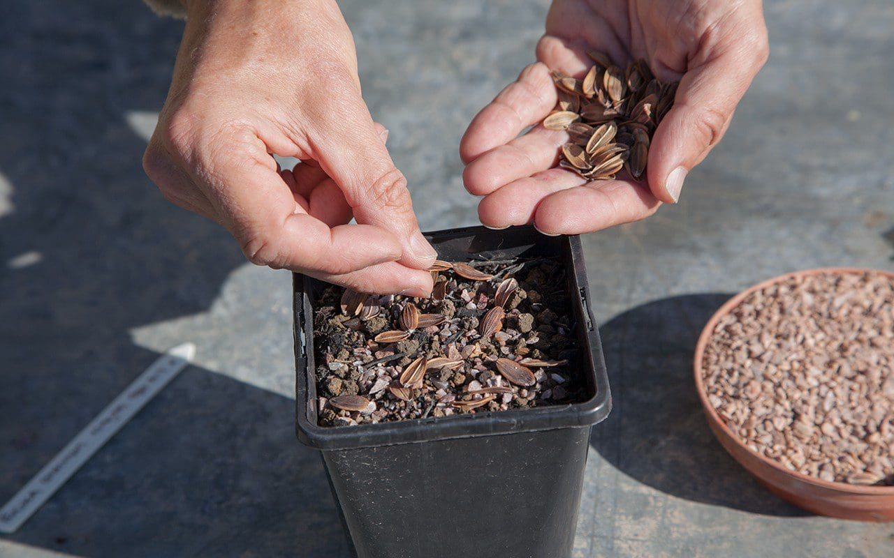 Sowing seed of Ferula communis in autumn. Photo: Huw Morgan
