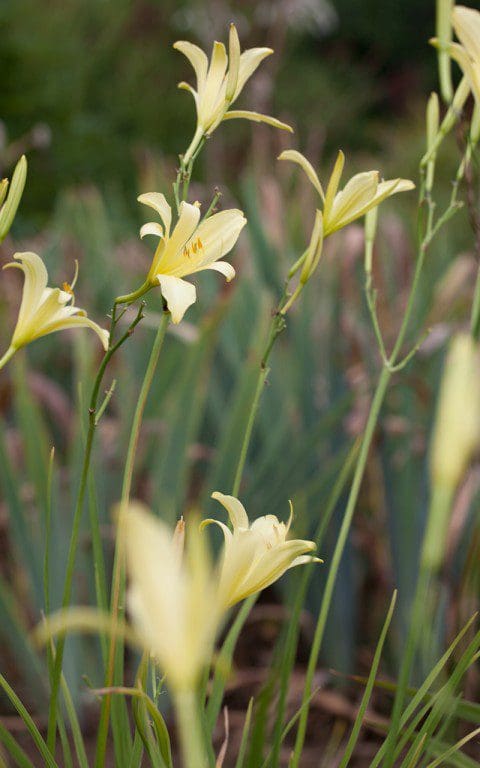 Hemerocallis altissima. Photo: Huw Morgan