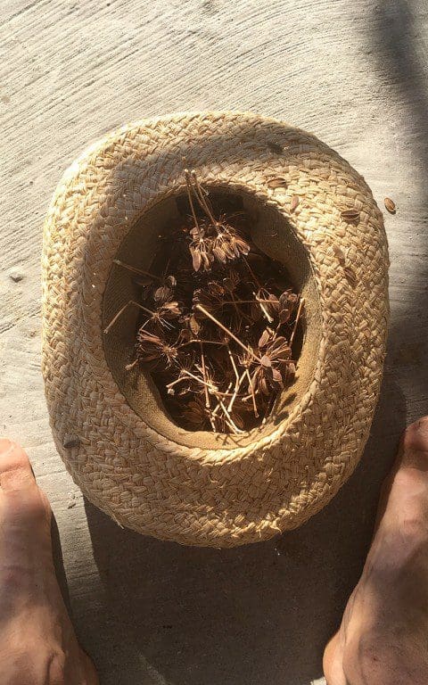 A hat of wild gathered giant fennel seed in Greece. Photo: Dan Pearson