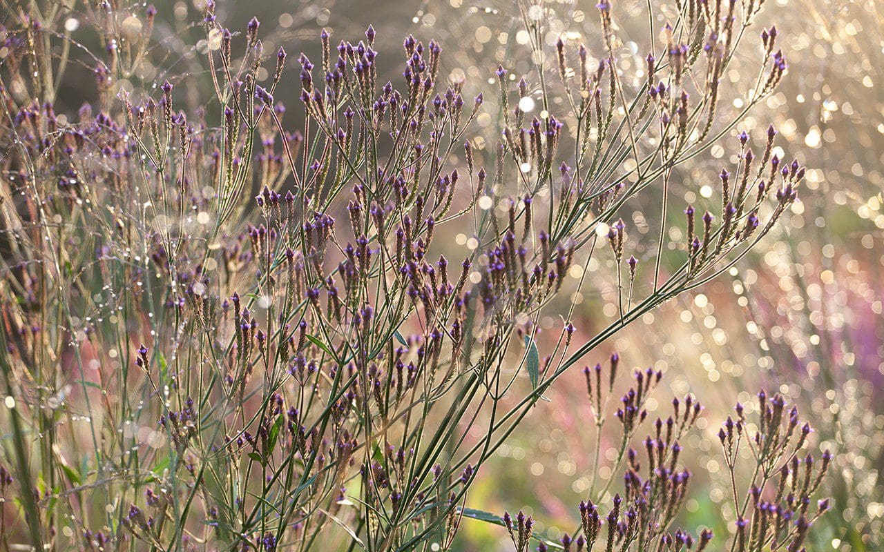 Verbena macdougallii 'Lavender Spires'. Photo: Huw Morgan