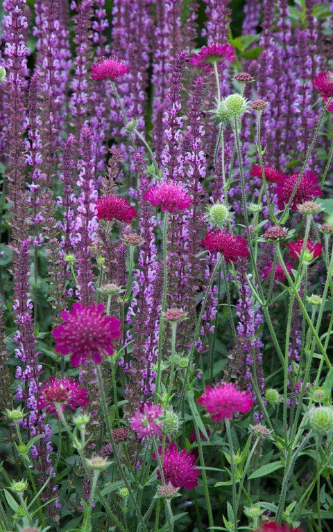 Knautia macedonica and Salvia 'Amethyst'. Photo: Huw Morgan