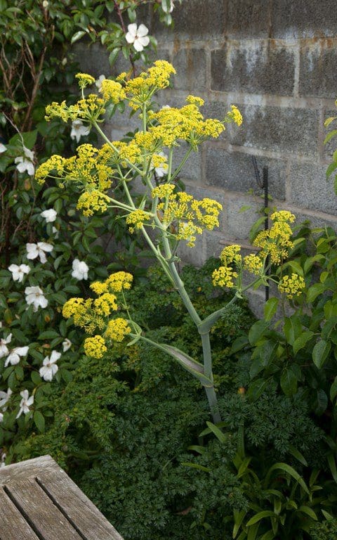 Giant fennel - Ferula tingitana 'Cedric Morris'. Photo: Huw Morgan