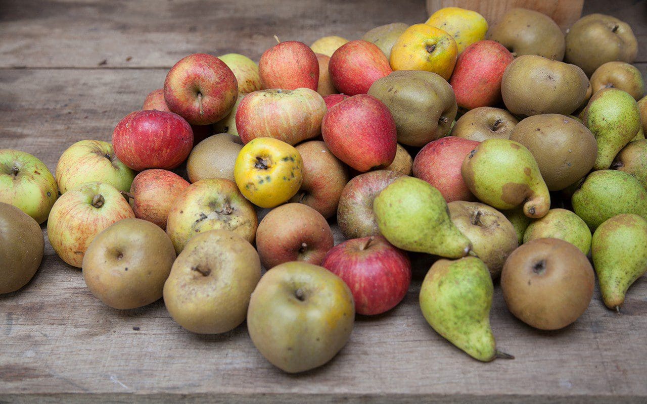 Windfall apples and pears. Photo: Huw Morgan