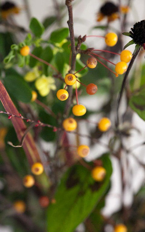 Berries of Malus transitoria. Photo: Huw Morgan