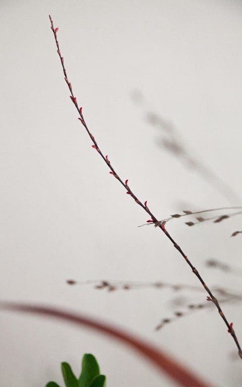 Flower spike of Persicaria virginiana var. filiformis. Photo: Huw Morgan