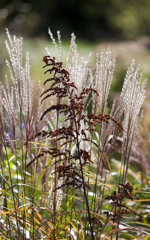 Unknown astilbe with Miscanthus 'Krater'. Photo: Huw Morgan