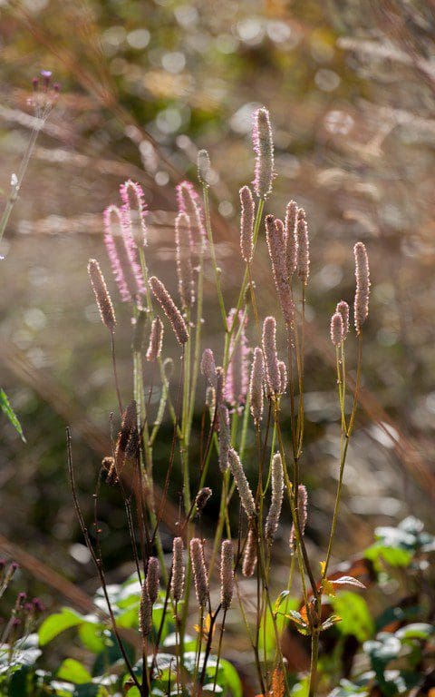 Sanguisorba 'Blackthorn'. Photo: Huw Morgan