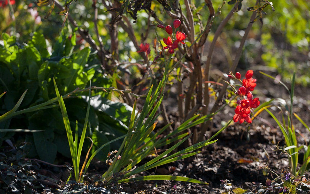 Hesperantha coccinea 'Major'. Photo: Huw Morgan