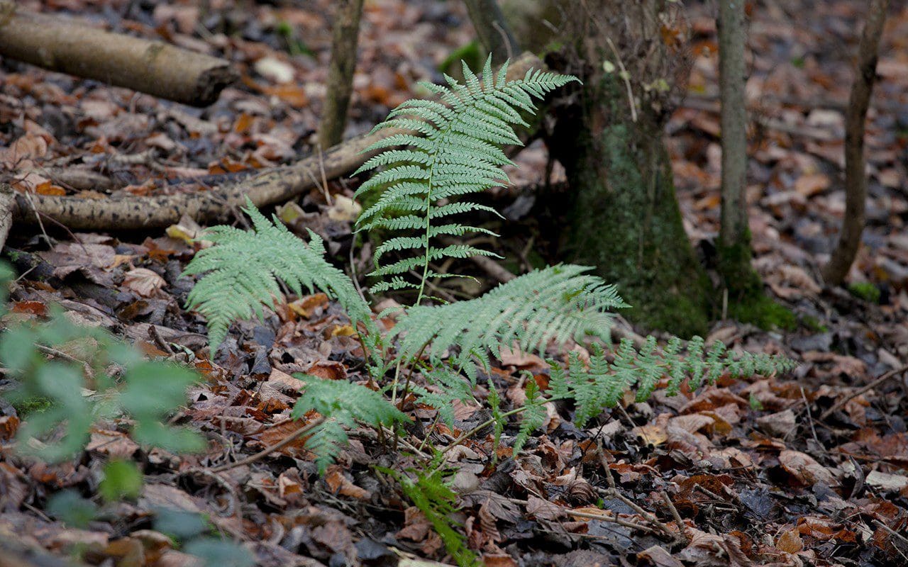 Dryopteris felix-mas - Male fern. Photo: Huw Morgan