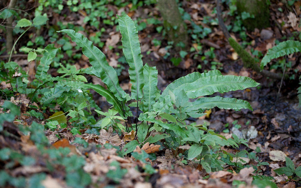 Asplenium scolopendrium - Hart's tongue fern. Photo: Huw Morgan
