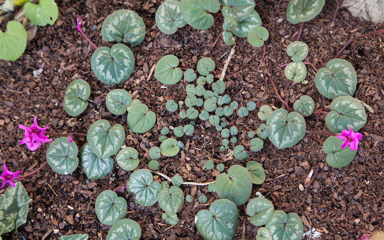 Seedlings of Cyclamen coum. Photograph: Huw Morgan