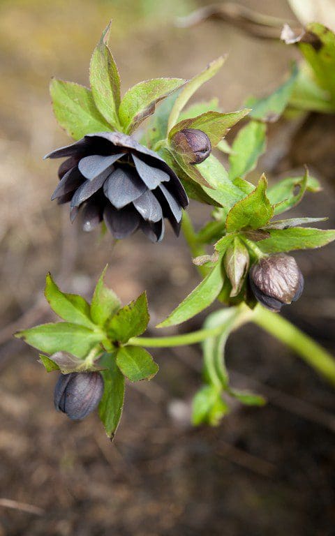 Helleborus x hybridus Double Black. Photo: Huw Morgan