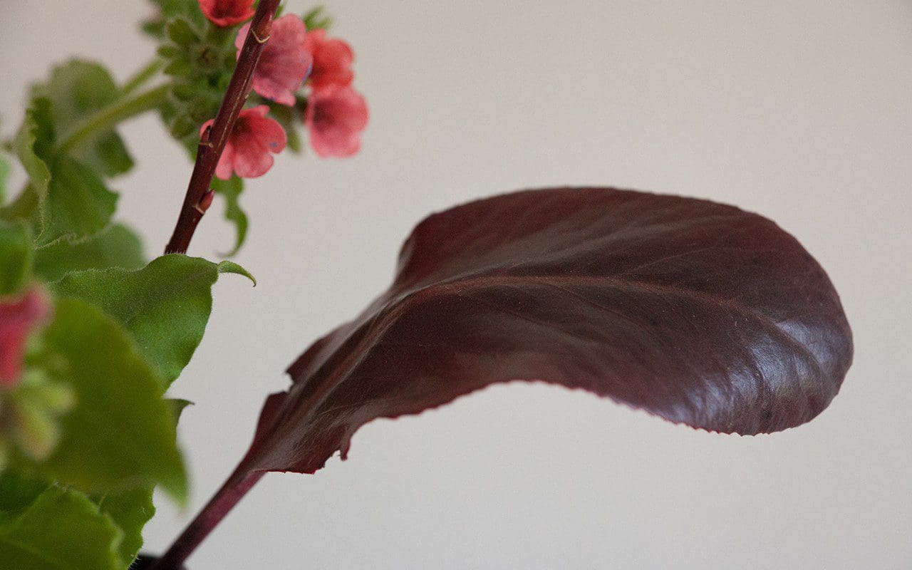 Bergenia purpurascens 'Irish Crimson'. Photo: Huw Morgan
