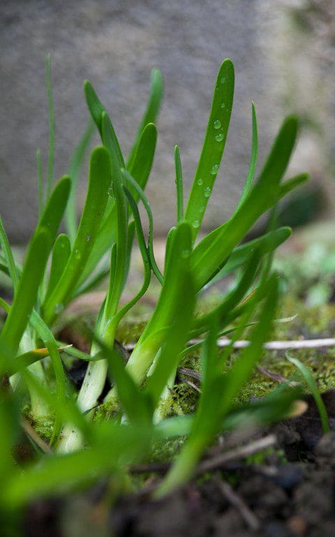 Allium angulosum (pyrenaicum). Photo: Huw Morgan