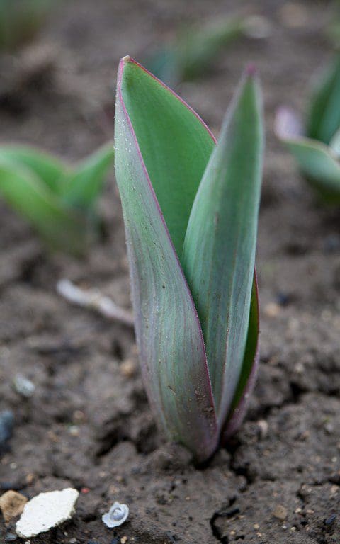 Tulip 'Apricot Impression'. Photo: Huw Morgan