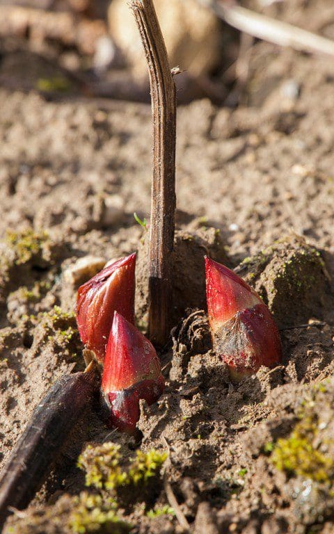 Paeonia mascula. Photo: Huw Morgan