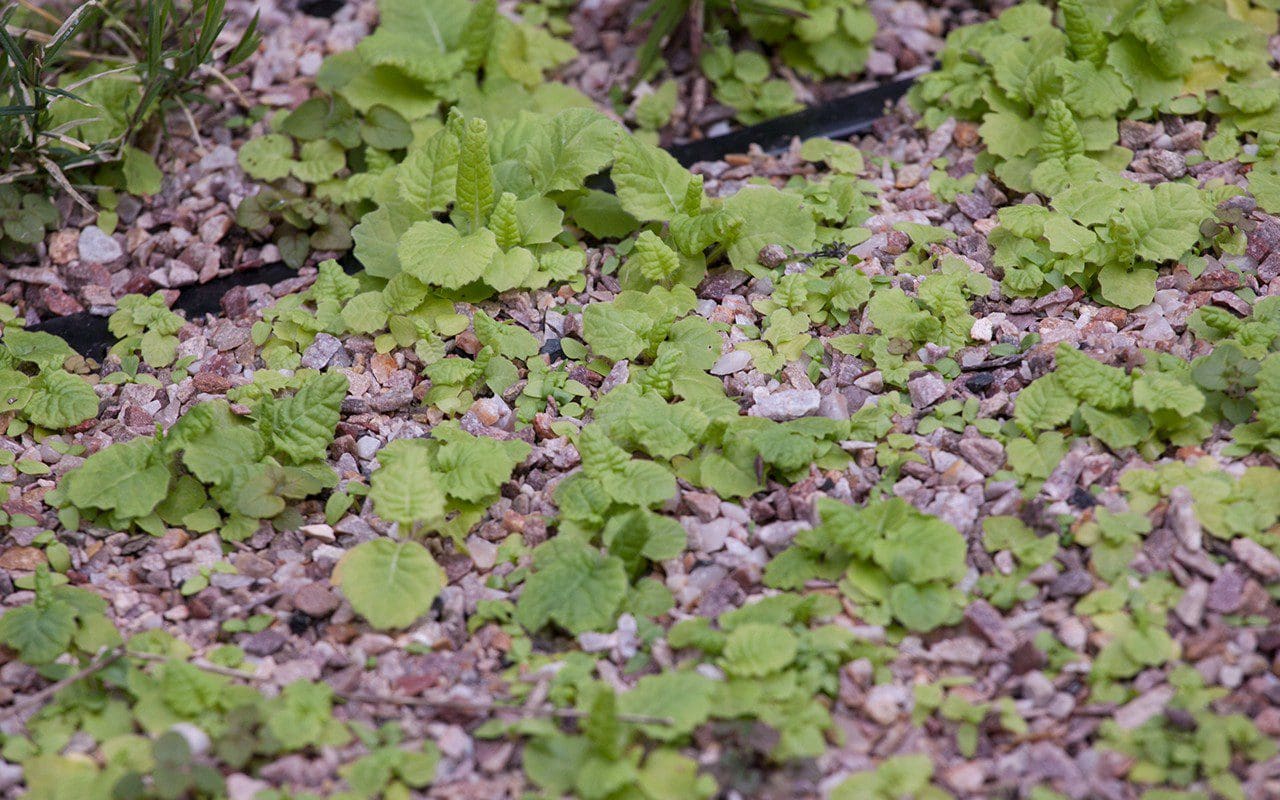 Primrose seedlings. Photo: Huw Morgan
