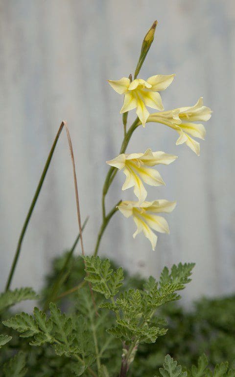 Gladiolus tristis. Photo: Huw Morgan