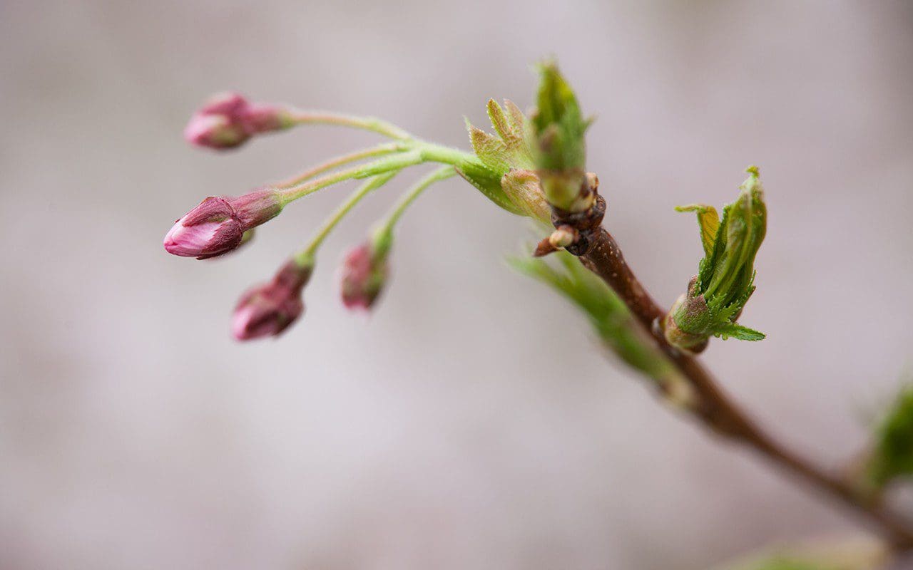Prunus x yedoensis. Photo: Huw Morgan