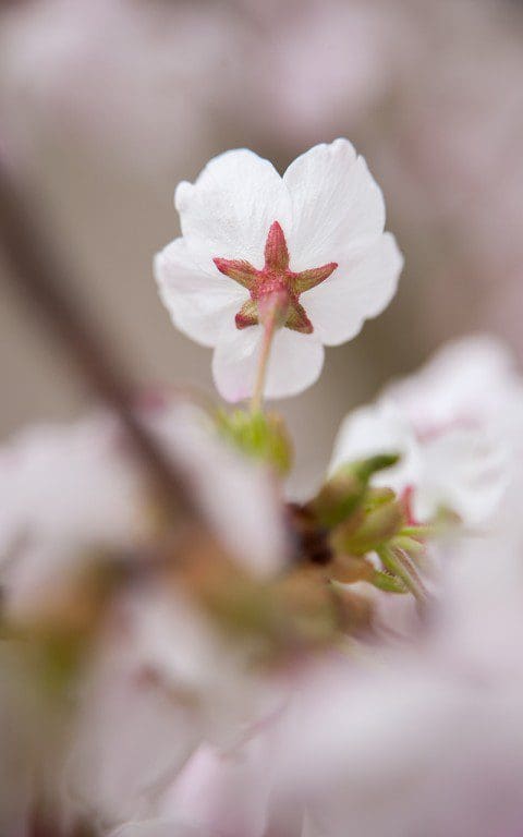 Prunus x yedoensis. Photo: Huw Morgan