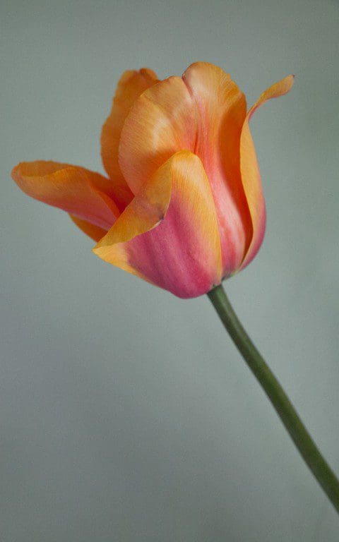 Tulipa 'Apricot Impression'. Photo: Huw Morgan