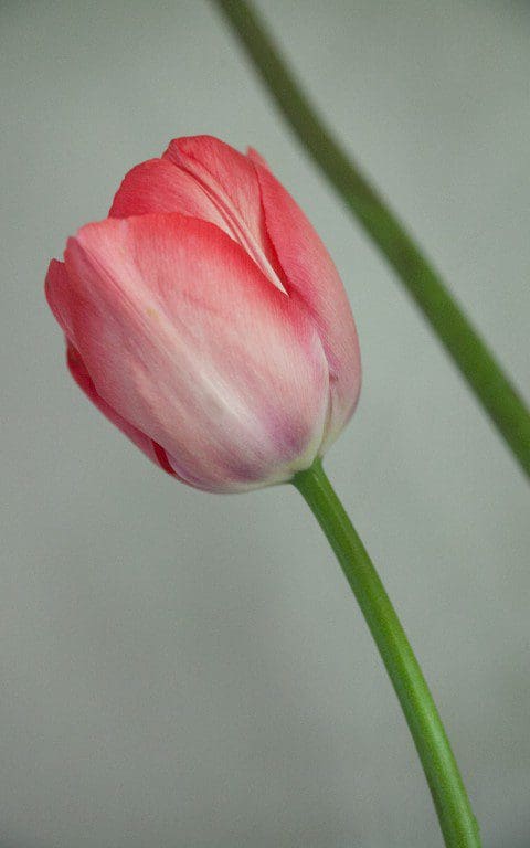 Tulipa 'Van Eijk'. Photograph: Huw Morgan