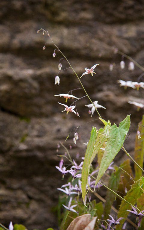 IMG_9699(Hillside_seedling_white)