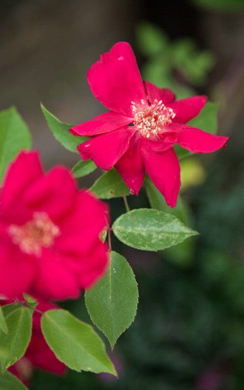 Rosa x odorata 'Bengal Crimson'. Photo: Huw Morgan